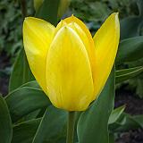 Yellow Tulip_00005